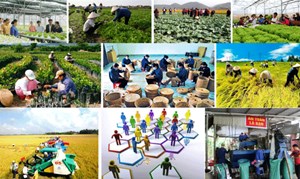 Hỗ trợ phát triển HTX Nông nghiệp: Một số giải pháp thiết thực cần trao đổi