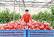 Cựu sinh viên trường Đại học Nông lâm Thái Nguyên với mô hình khởi nghiệp trồng ớt Sweet Palermo